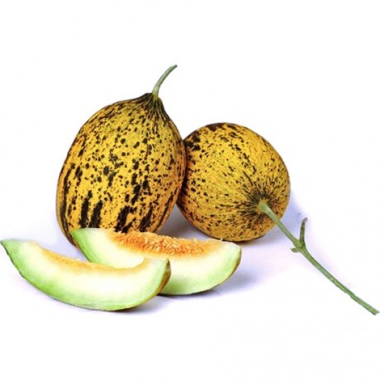KAVUN (KIRKAĞAÇ) KG KAVUN (KIRKAĞAÇ) KG